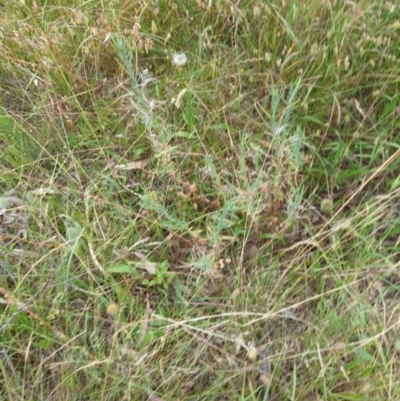 Epilobium billardiereanum (Willowherb) at Mount Majura - 3 Jan 2023 by Avery