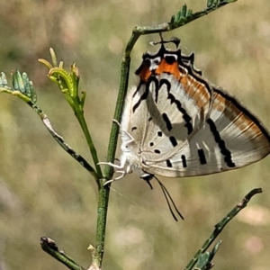 Jalmenus evagoras at Gundaroo, NSW - 3 Jan 2023 11:13 AM