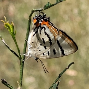 Jalmenus evagoras at Gundaroo, NSW - 3 Jan 2023