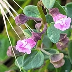 Scutellaria humilis at Gundaroo, NSW - 3 Jan 2023 11:11 AM