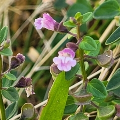 Scutellaria humilis at Gundaroo, NSW - 3 Jan 2023 11:11 AM