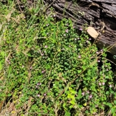 Scutellaria humilis at Gundaroo, NSW - 3 Jan 2023 11:11 AM