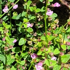 Scutellaria humilis at Gundaroo, NSW - 3 Jan 2023 11:11 AM