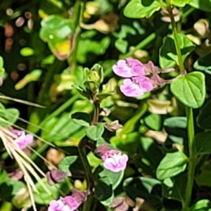 Scutellaria humilis at Gundaroo, NSW - 3 Jan 2023 11:11 AM