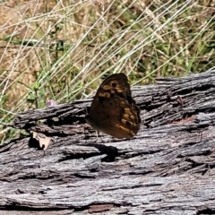 Heteronympha merope (Common Brown Butterfly) at Gundaroo, NSW - 3 Jan 2023 by trevorpreston