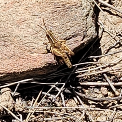 Phaulacridium vittatum (Wingless Grasshopper) at Gundaroo, NSW - 3 Jan 2023 by trevorpreston