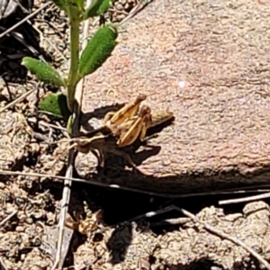 Phaulacridium vittatum at Gundaroo, NSW - 3 Jan 2023