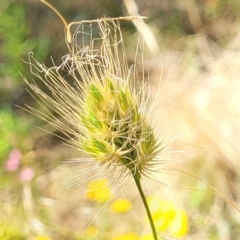 Cynosurus echinatus (Rough Dog's Tail Grass) at Gundaroo, NSW - 3 Jan 2023 by trevorpreston