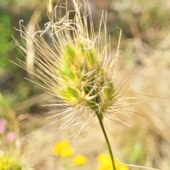 Cynosurus echinatus at Gundaroo, NSW - 3 Jan 2023