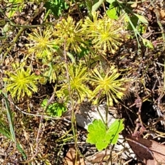 Hydrocotyle laxiflora (Stinking Pennywort) at Gundaroo, NSW - 3 Jan 2023 by trevorpreston