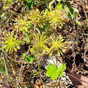 Hydrocotyle laxiflora at Gundaroo, NSW - 3 Jan 2023