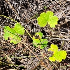 Hydrocotyle laxiflora at Gundaroo, NSW - 3 Jan 2023 11:06 AM