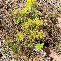 Hydrocotyle laxiflora at Gundaroo, NSW - 3 Jan 2023