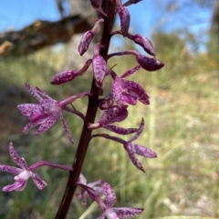 Dipodium punctatum (Blotched Hyacinth Orchid) at Deakin, ACT - 3 Jan 2023 by AJB