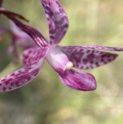 Dipodium punctatum at Deakin, ACT - 3 Jan 2023