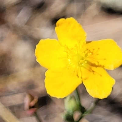 Hypericum gramineum (Small St Johns Wort) at Gundaroo, NSW - 3 Jan 2023 by trevorpreston