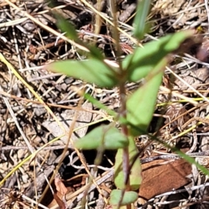 Hypericum gramineum at Gundaroo, NSW - 3 Jan 2023