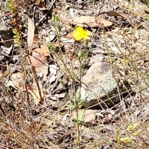 Hypericum gramineum at Gundaroo, NSW - 3 Jan 2023