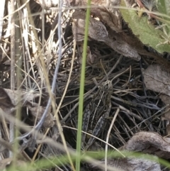 Perunga ochracea (Perunga grasshopper, Cross-dressing Grasshopper) at Crace Grasslands - 3 Jan 2023 by MattM