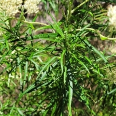 Cassinia longifolia at Gundaroo, NSW - 3 Jan 2023