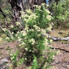 Cassinia longifolia at Gundaroo, NSW - 3 Jan 2023