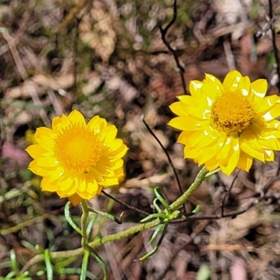 Xerochrysum viscosum (Sticky Everlasting) at Mcleods Creek Res (Gundaroo) - 3 Jan 2023 by trevorpreston