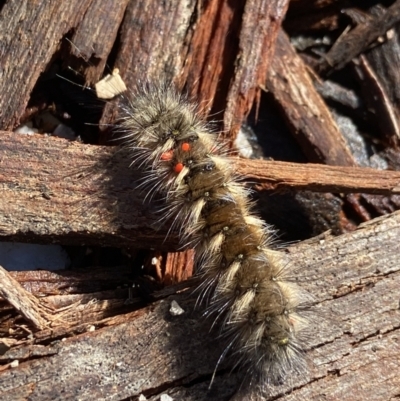 Anthela (genus) immature (Unidentified Anthelid Moth) at Namadgi National Park - 1 Jan 2023 by AJB