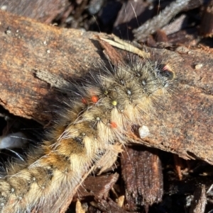 Anthela (genus) immature at Tennent, ACT - 2 Jan 2023