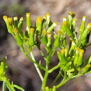 Senecio diaschides at Gundaroo, NSW - 3 Jan 2023