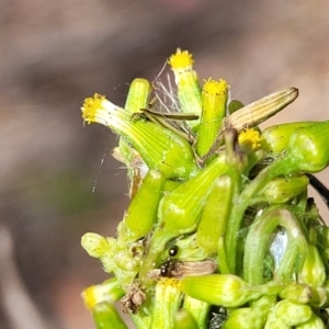 Senecio diaschides at Gundaroo, NSW - 3 Jan 2023