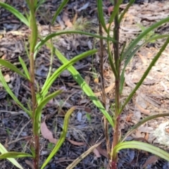 Senecio diaschides at Gundaroo, NSW - 3 Jan 2023