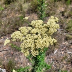 Cassinia aculeata subsp. aculeata (Dolly Bush, Common Cassinia, Dogwood) at Gundaroo, NSW - 2 Jan 2023 by trevorpreston