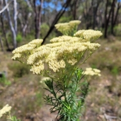 Cassinia aculeata subsp. aculeata at Gundaroo, NSW - 3 Jan 2023 10:53 AM