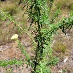 Cassinia aculeata subsp. aculeata at Gundaroo, NSW - 3 Jan 2023