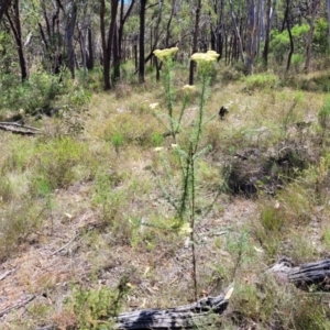 Cassinia aculeata subsp. aculeata at Gundaroo, NSW - 3 Jan 2023 10:53 AM