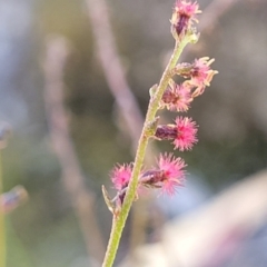 Gonocarpus tetragynus (Common Raspwort) at Gundaroo, NSW - 3 Jan 2023 by trevorpreston