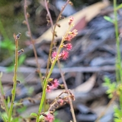 Gonocarpus tetragynus at Gundaroo, NSW - 3 Jan 2023 10:49 AM