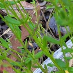 Gonocarpus tetragynus at Gundaroo, NSW - 3 Jan 2023