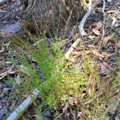 Gonocarpus tetragynus at Gundaroo, NSW - 3 Jan 2023 10:49 AM