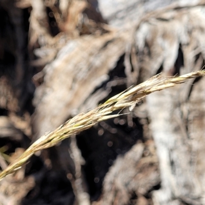 Rytidosperma pallidum (Red-anther Wallaby Grass) at Gundaroo, NSW - 3 Jan 2023 by trevorpreston