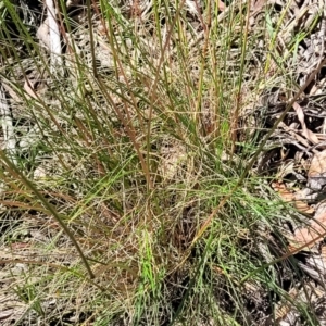 Rytidosperma pallidum at Gundaroo, NSW - 3 Jan 2023