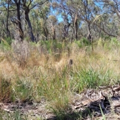 Rytidosperma pallidum at Gundaroo, NSW - 3 Jan 2023 10:46 AM