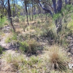 Rytidosperma pallidum at Gundaroo, NSW - 3 Jan 2023