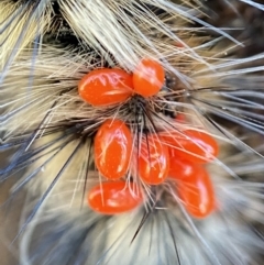 Acari (informal subclass) (Unidentified mite) at Tennent, ACT - 2 Jan 2023 by AJB