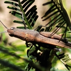 Goniaea opomaloides (Mimetic Gumleaf Grasshopper) at Gundaroo, NSW - 3 Jan 2023 by trevorpreston