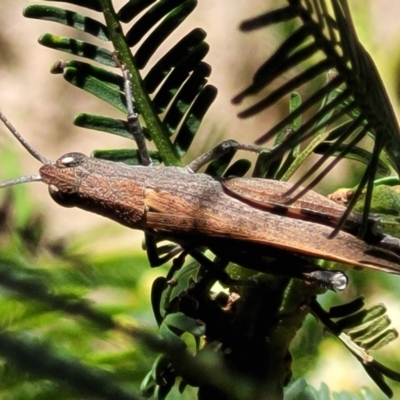 Goniaea opomaloides (Mimetic Gumleaf Grasshopper) at Gundaroo, NSW - 3 Jan 2023 by trevorpreston