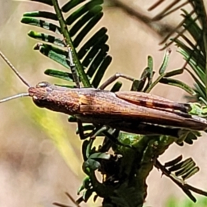 Goniaea opomaloides at Gundaroo, NSW - 3 Jan 2023