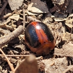 Dicranosterna immaculata (Acacia leaf beetle) at Gundaroo, NSW - 2 Jan 2023 by trevorpreston