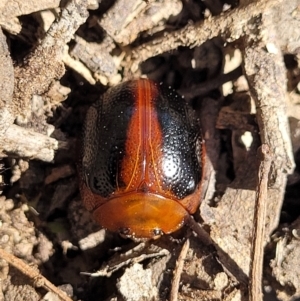 Dicranosterna immaculata at Gundaroo, NSW - 3 Jan 2023