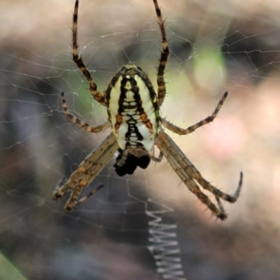 Plebs bradleyi (Enamelled spider) at Mcleods Creek Res (Gundaroo) - 2 Jan 2023 by trevorpreston